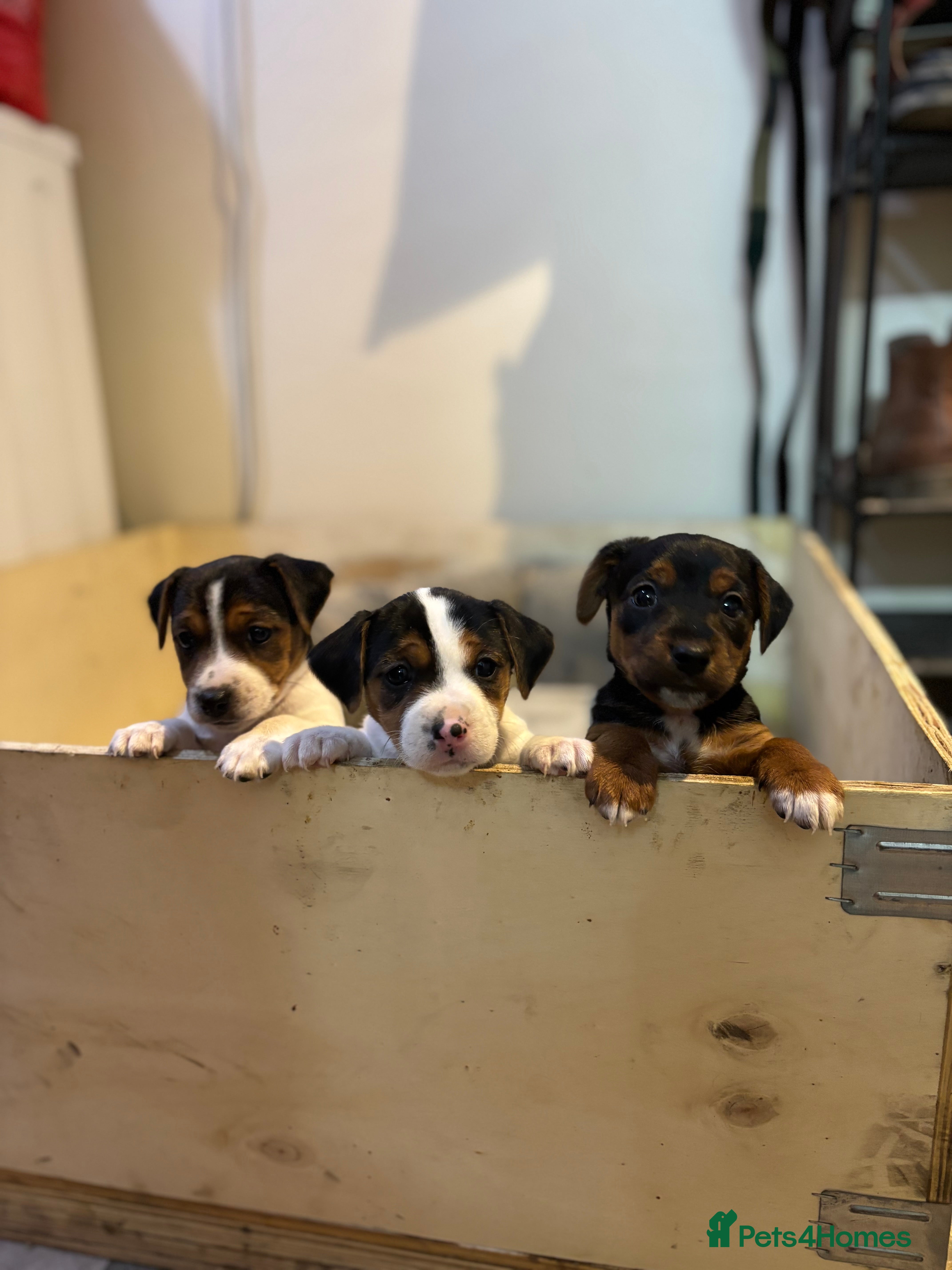 Jack Russell dogs Jack Russell terrier Pups!  - Advert 7