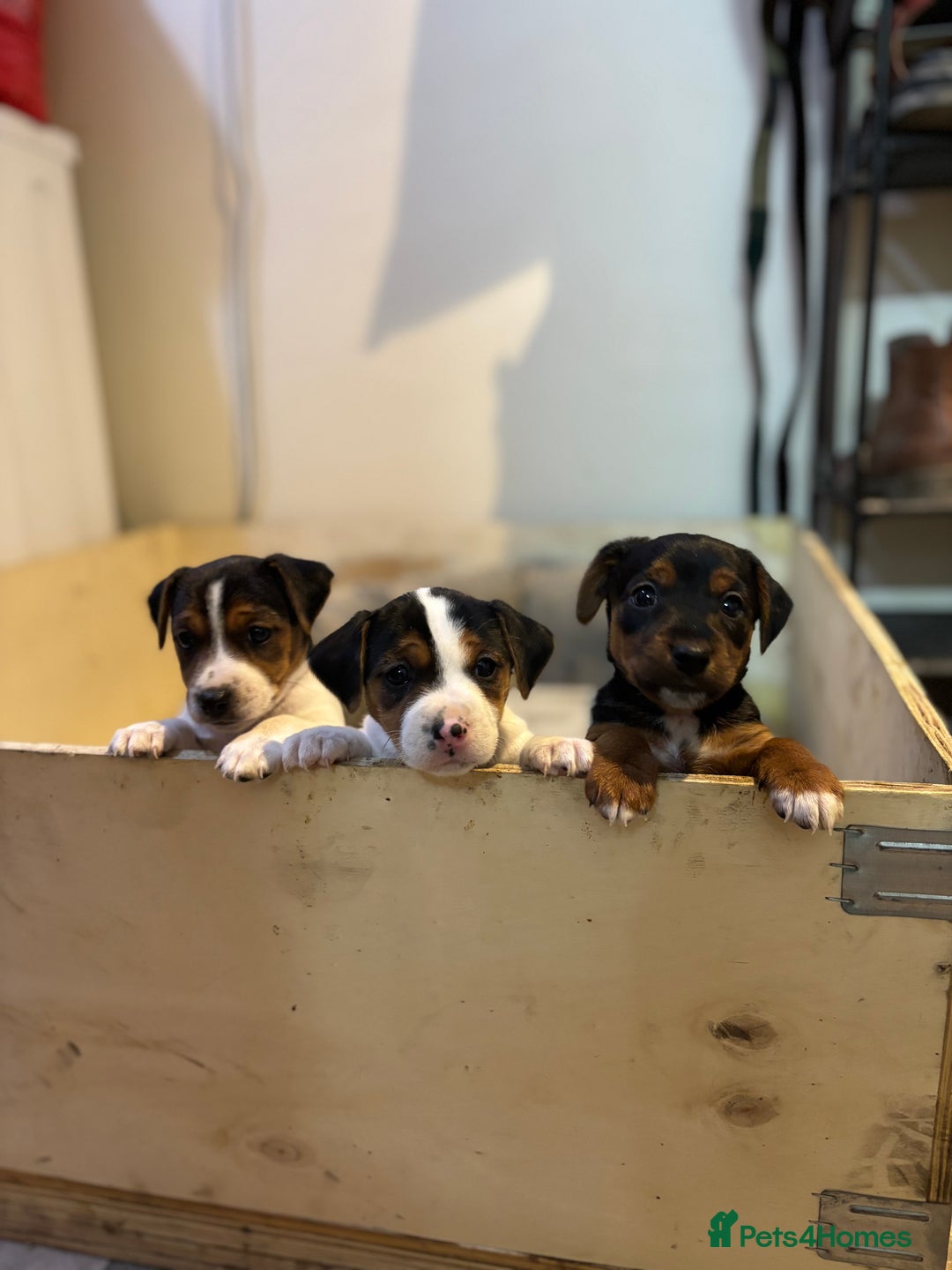Jack Russell dogs for sale: Jack Russell terrier Pups!  - Advert 1