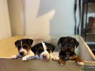 Jack Russell dogs Jack Russell terrier Pups! - Advert 5
