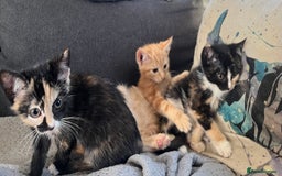 Mixed Breed cats for sale: Tortoiseshell and ginger kittens for sale  - Image 7