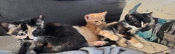 Mixed Breed cats for sale: Tortoiseshell and ginger kittens for sale  - Advert 7