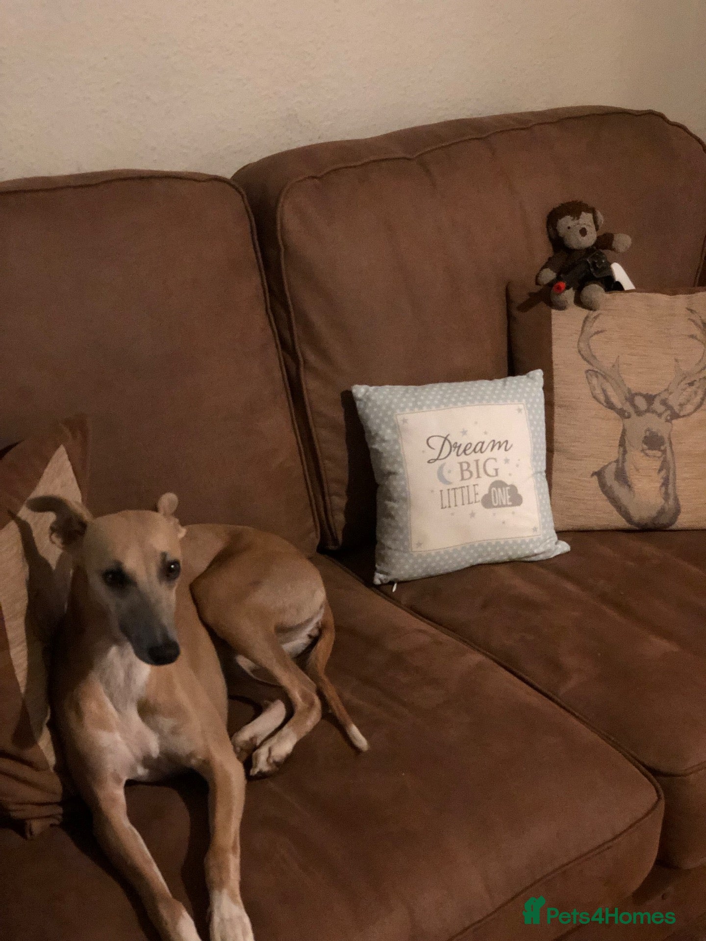 Whippet dogs Stunning KC registered solid blue whippet puppies - Advert 1
