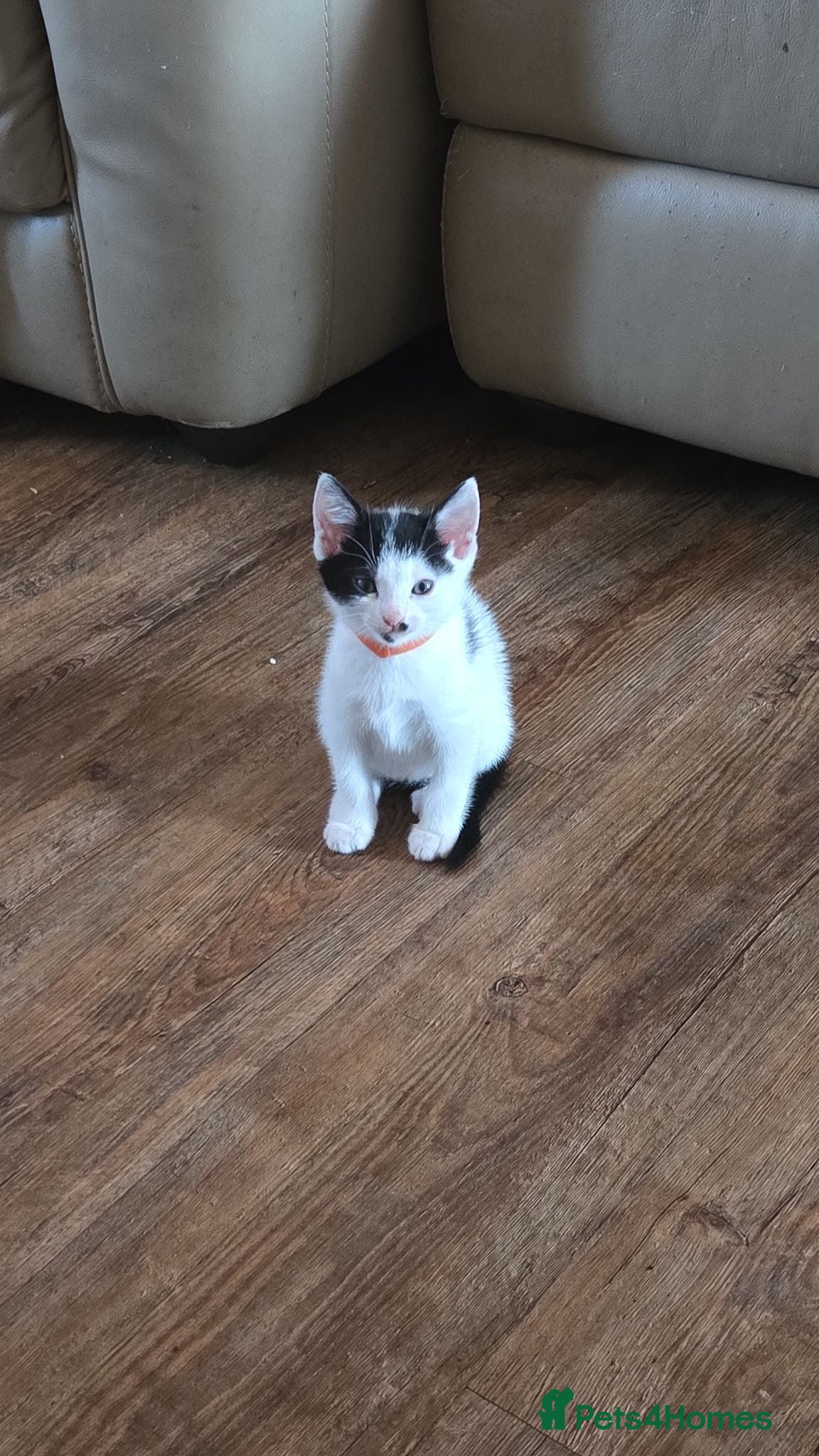 Mixed Breed cats 5xKittens🐈‍⬛️🐈 - Advert 6