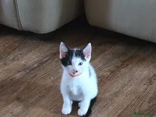 Mixed Breed cats 5xKittens🐈⬛️🐈 - Advert 6