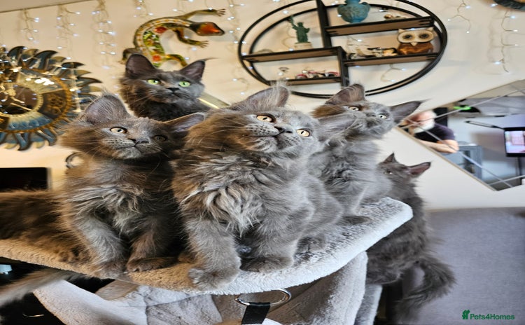 Maine Coon cats - Advert 1