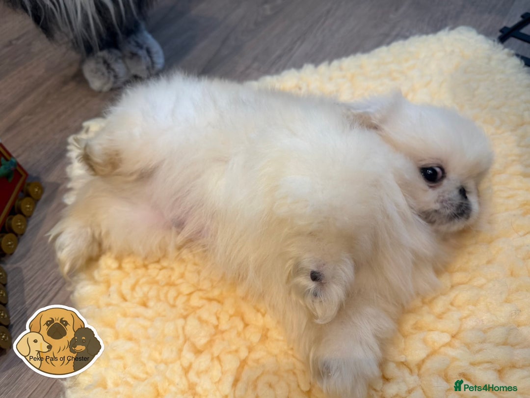 Pekingese dogs for sale: 👑True KC Peke Pups👑 - Advert 2