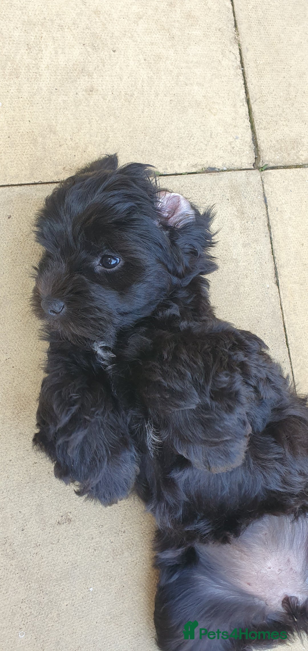Australian Labradoodle dogs for sale: 2 GIRLS ONLY - Australian Labradoodle puppies - Image 35
