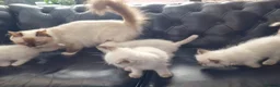Ragdoll cats for sale: 🐾Beautiful Ragdoll Kittens – Championship Lines🐾 - Advert 8