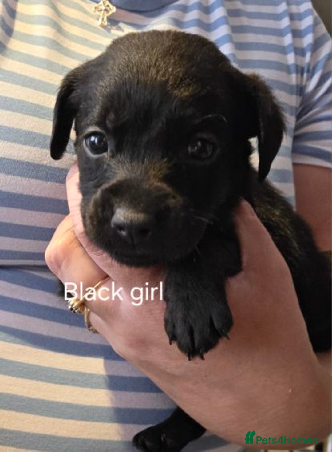 Labradoodle dogs for sale: Labradoodle multigen medium sized - Image 2