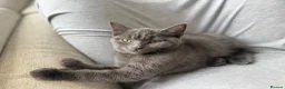 British Shorthair cats for sale: Bentley, Grey ‘blue’ British Shorthair  - Advert 3