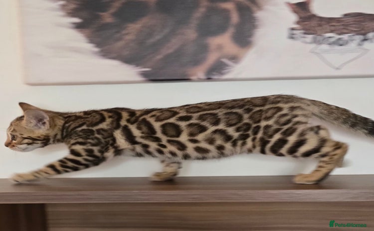 Bengal cats - Advert 4