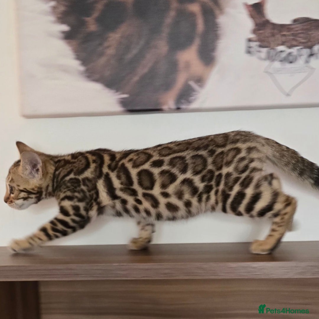 Bengal cats for sale: Tica Registered Brown bengal girl  - Image 1