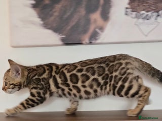 Bengal cats - Advert 2