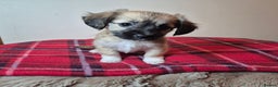 Chihuahua dogs for sale: Chihuahua puppies girls  - Advert 4