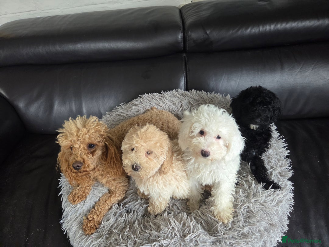 Cavapoo dogs for sale: 🐾 Beautiful F1B Cavapoo Puppies — Ready Now 🐾 - Image 15