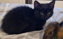 Mixed Breed cats for sale: 2 x male kittens - Image 5