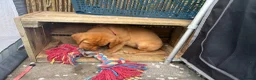Labrador Retriever dogs for sale: Fox red Labrador  - Advert 19