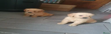 Golden Retriever Puppy 1