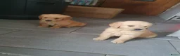 Golden Retriever dogs for sale: Pedigree Golden retriever championbloodline pups - Advert 6