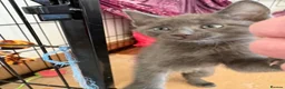 Maine Coon cats for sale: Maine coon x ragdoll - Advert 10