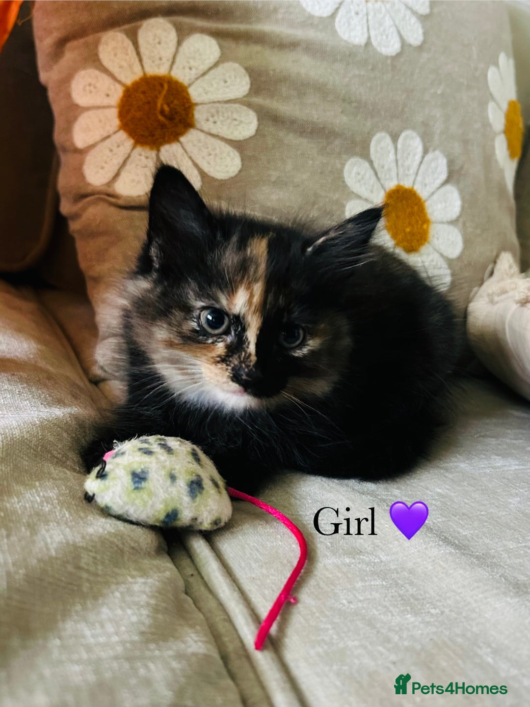 Mixed Breed cats for sale: Fluffy kittens ready on 14th Oct ❤️🧡💛💚💜 - Image 2