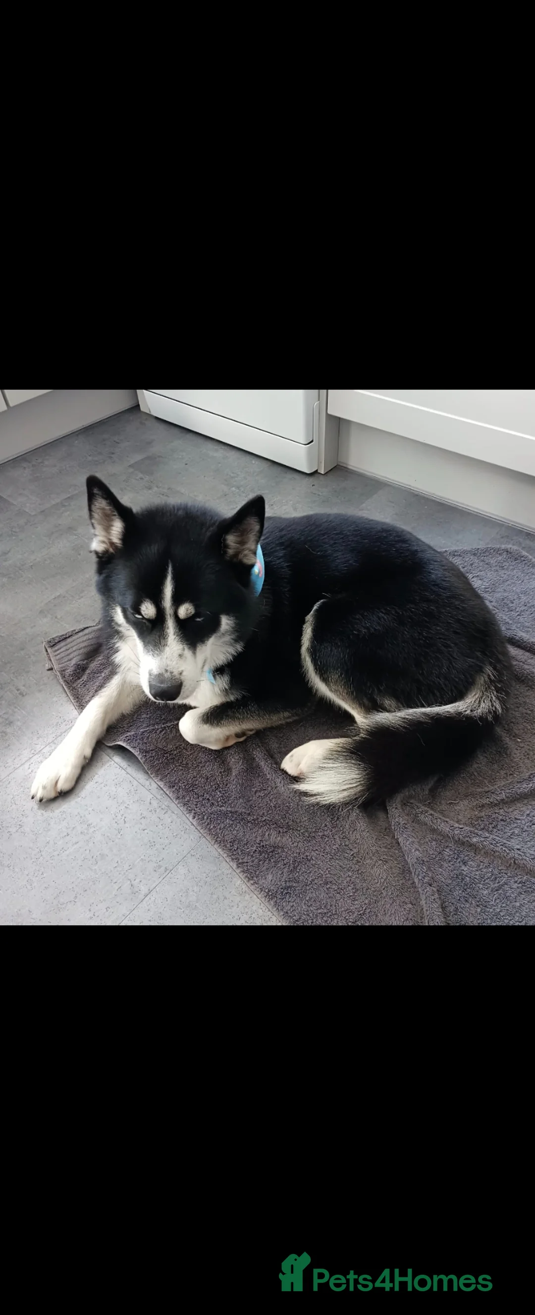 Pomsky dogs for stud: ✨ LOKI – Exceptional Proven F3 Pomsky Stud ✨ in Abergele - Advert 6