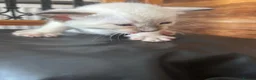 Siamese cats for sale: *female avaliable!* 5 Stunning Siamese Kittens - Advert 11