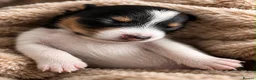 Jack Russell dogs for sale: Stunning Jack Russell puppies - Advert 2