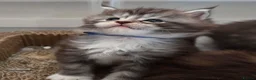 Maine Coon cats for sale: Outstanding Quality Tica shaded line kittens - Advert 17
