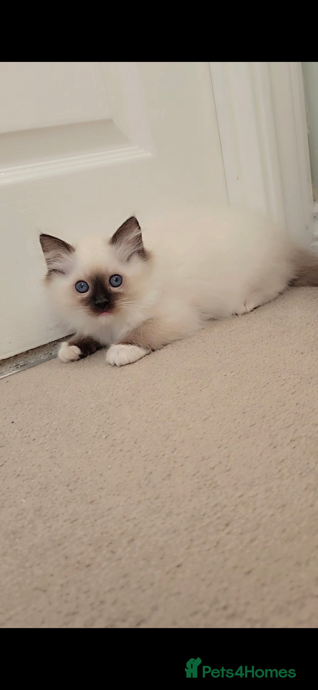 Ragdoll cats for sale: TICA REGISTERED KITTENS/Active - Advert 35