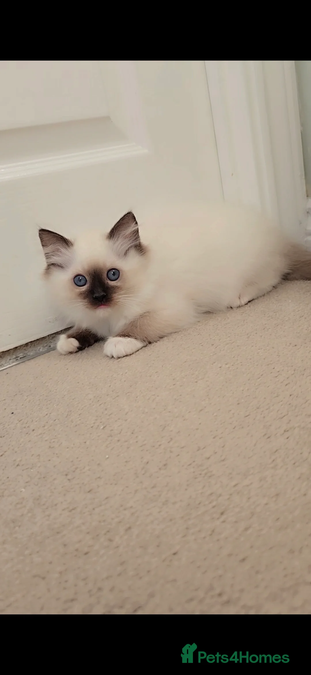 Ragdoll cats for sale: TICA REGISTERED KITTENS/Active - Advert 11
