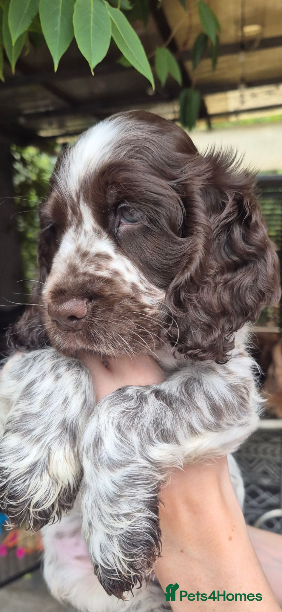 Cocker Spaniel dogs Show cocker spaniel  - Advert 1