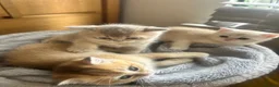 Scottish Fold cats for sale:  Kittens Ready for Their Forever Homes - Advert 17