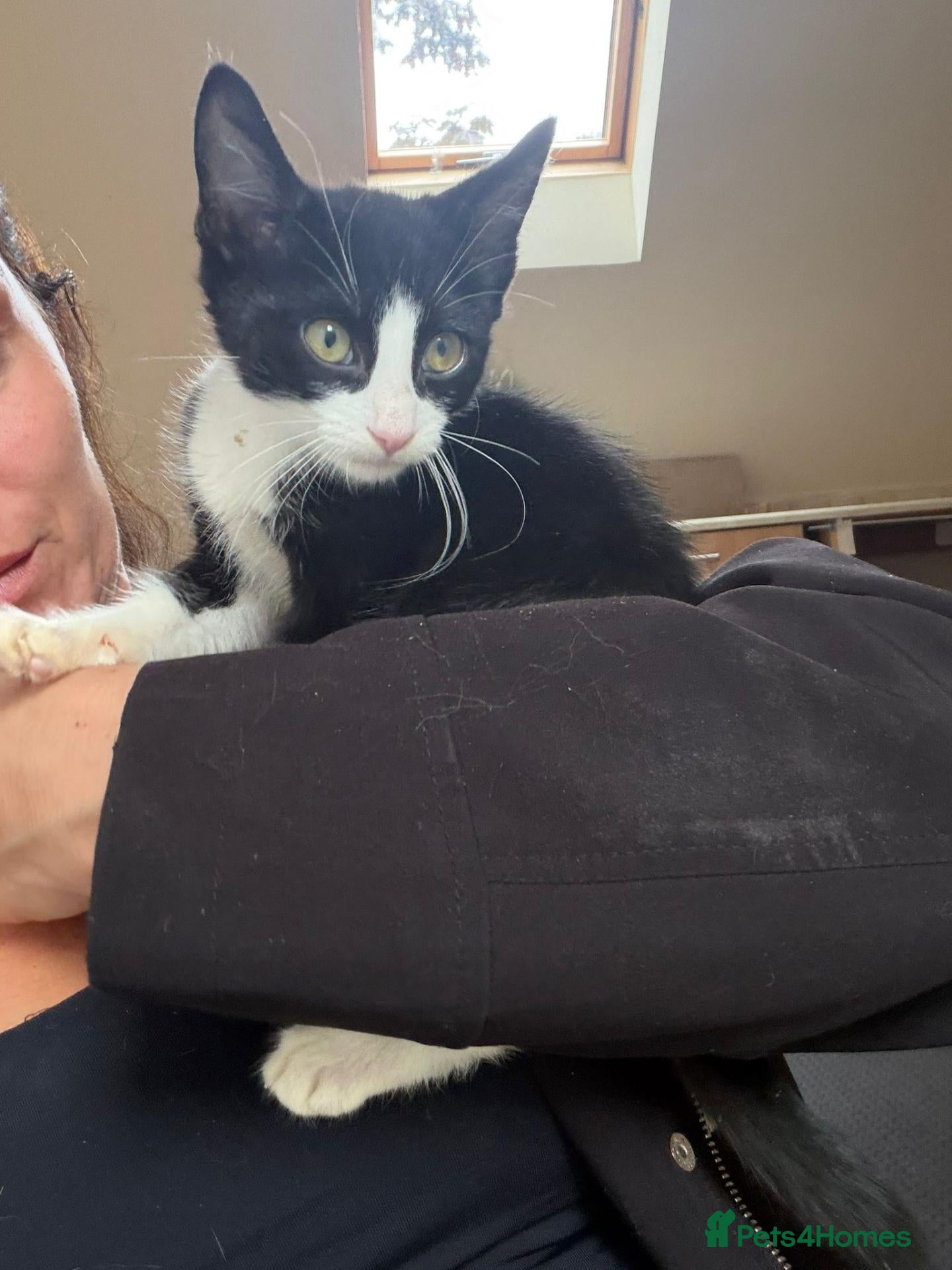 Mixed Breed cats 10week female b/w kitten looking for perfect home - Advert 1