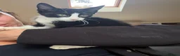 Mixed Breed cats for sale: 10week female b/w kitten looking for perfect home - Advert 1
