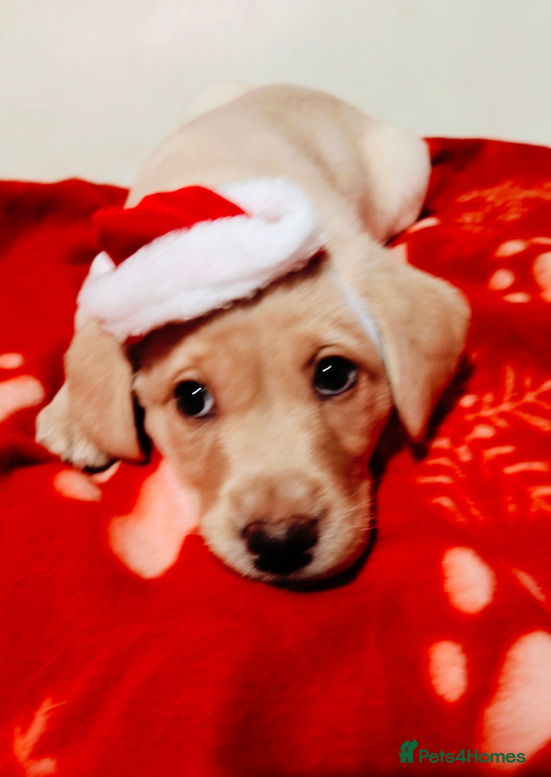 Labrador Retriever dogs for sale: *2 left* KC reg labs (READY TO GO NOW!) - Advert 28