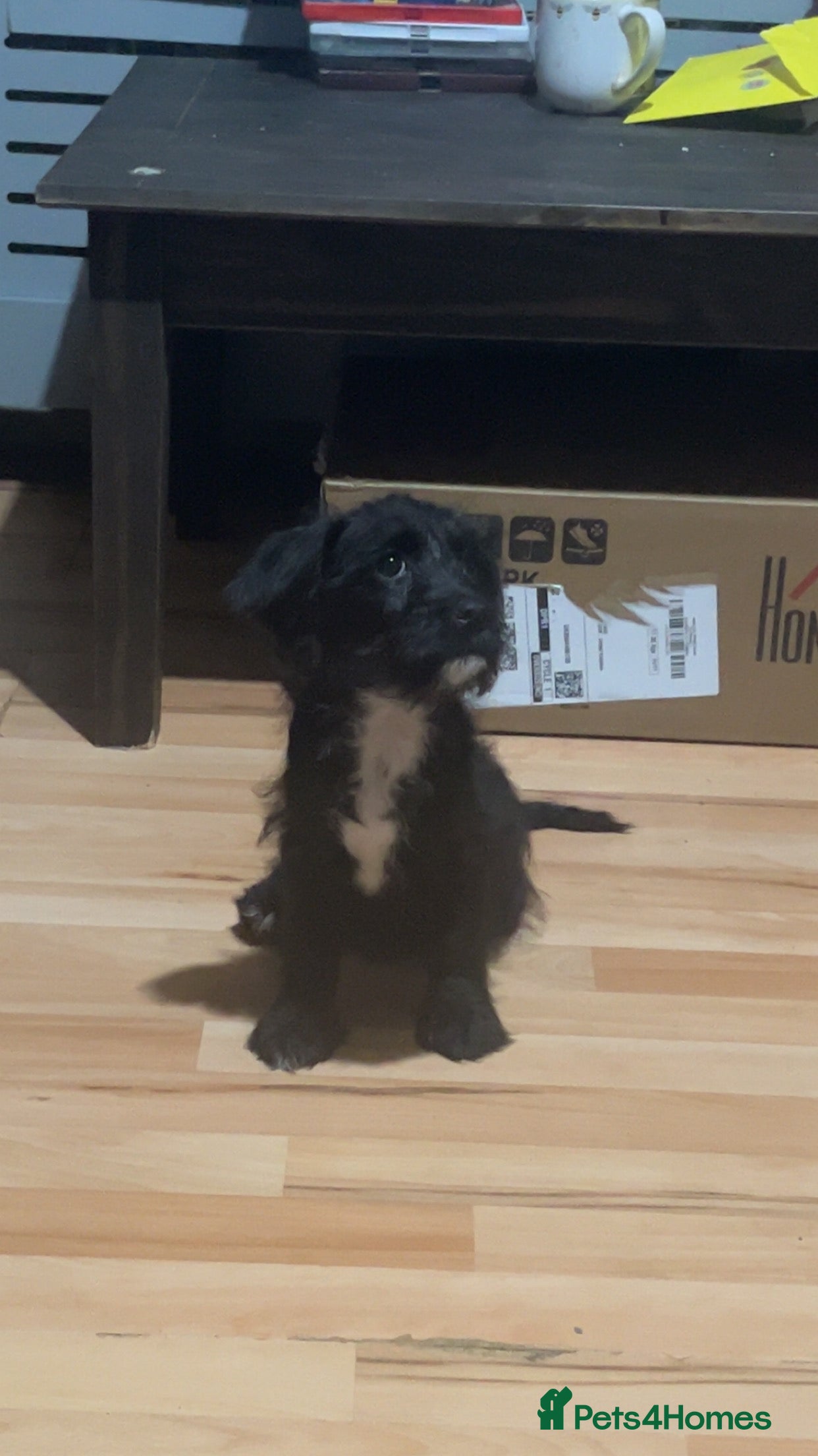 Mixed Breed dogs Mixed breed puppy for sale - Advert 14