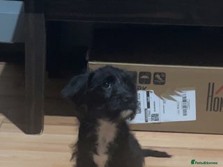 Mixed Breed dogs Mixed breed puppy for sale - Advert 1