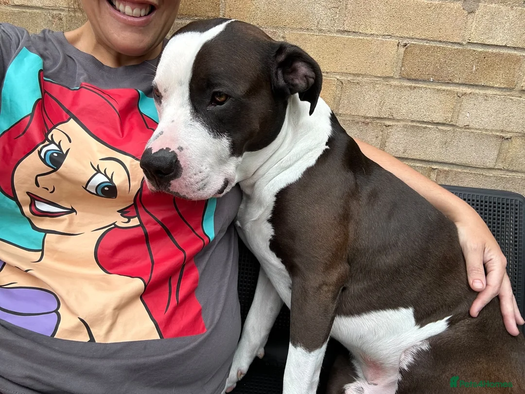 Mixed Breed dogs for sale: Zeus looking for a loving home  in Shildon - Advert 1