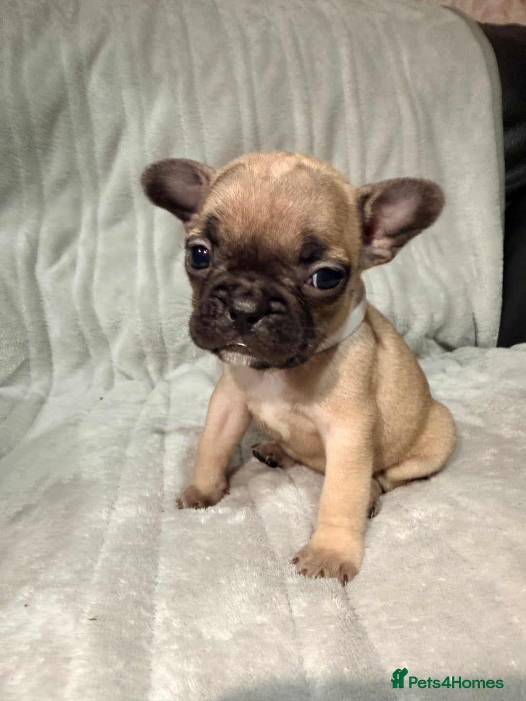 French Bulldog dogs for sale: Pedigree Mum Frenchy Pups-Gorgeous and ready soon! - Advert 10