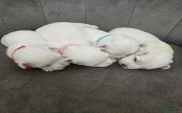 Maltese dogs for sale: 🐾 Adorable Maltese Puppies 🐾  - Image 4