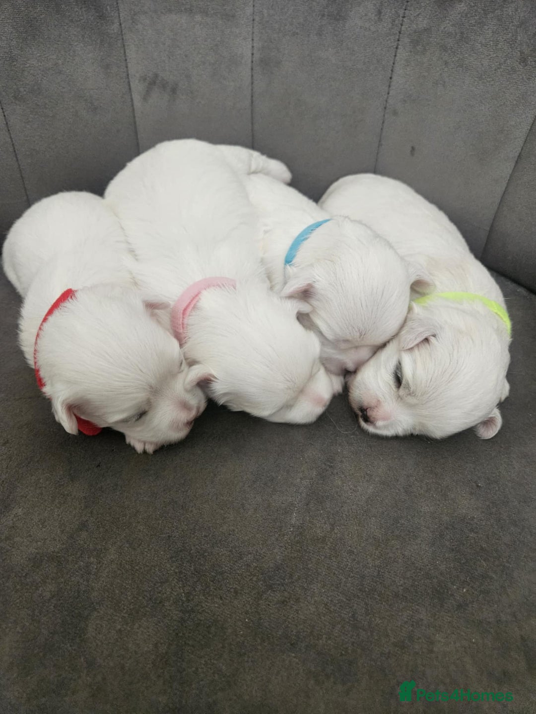 Maltese dogs for sale: 🐾 Adorable Maltese Puppies 🐾  - Image 4