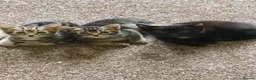 Mixed Breed cats for sale: Mixed kittens  - Advert 9