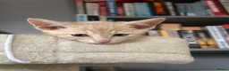 Siamese cats for sale: Siamese British Short Hair X in Preston - Advert 7