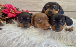 Miniature Dachshund dogs for sale: Miniature Dachshund Puppies - Image 1