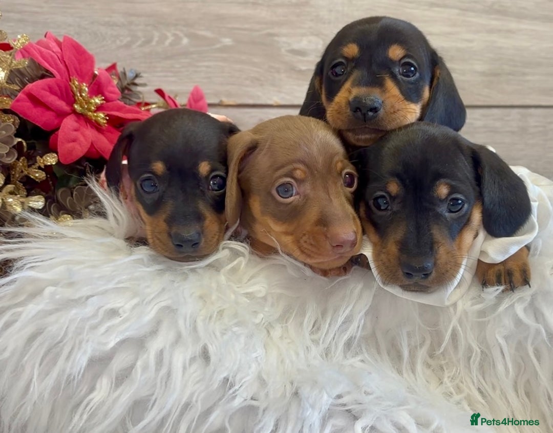 Miniature Dachshund dogs for sale: Miniature Dachshund Puppies - Image 1