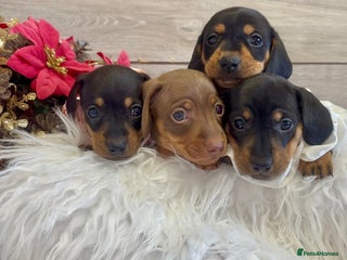 Miniature Dachshund dogs - Advert 2