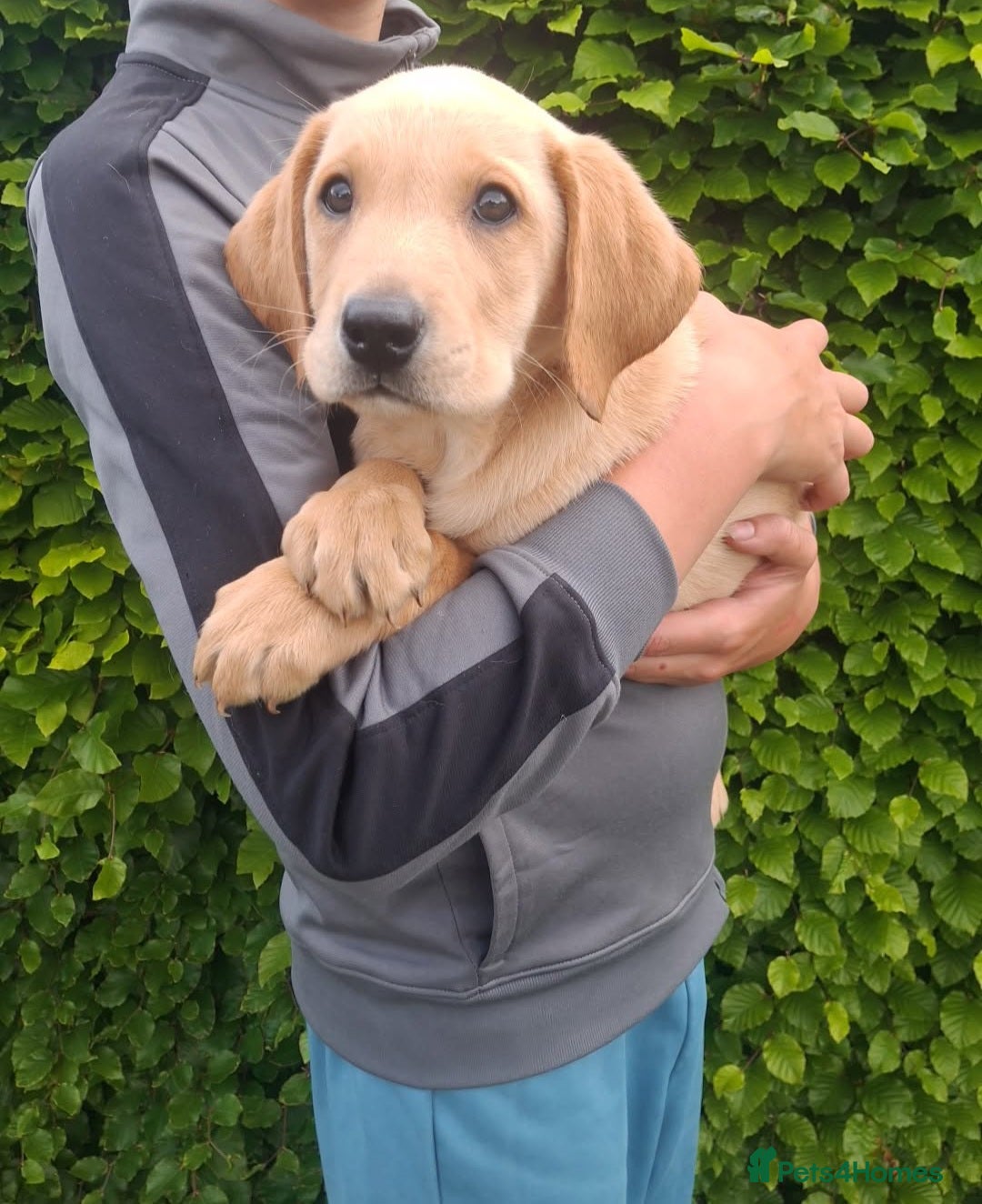 Labrador Retriever dogs *READY TO LEAVE* Beautiful labrador puppies  - Advert 2