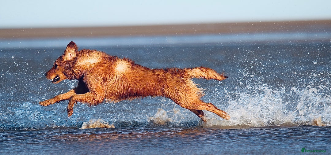 Golden Retriever dogs for sale: Fully health tested KC working golden retrievers  - Image 13