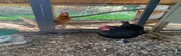 Chickens poultry for sale: Chestnut rock chicken in Huntingdon - Advert 3